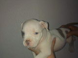 Chiot American Bully à vendre