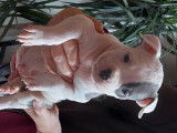 Chiot American Bully à vendre