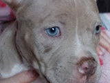 Chiot American Bully à vendre