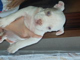 Chiot American Bully à vendre