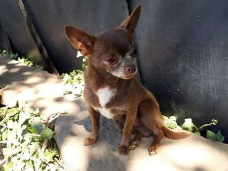 Magnifique Chihuahua LOF à vendre