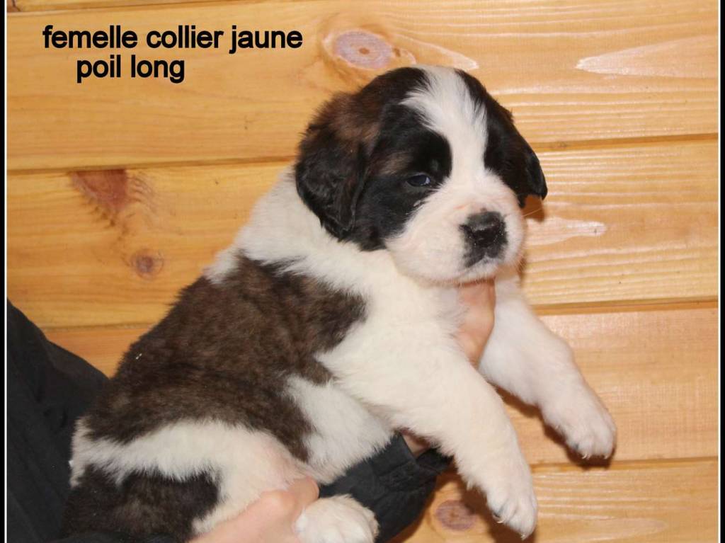 Chiots SaintBernard LOF à vendre Petite Annonce chien