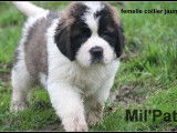Chiots Saint-Bernard LOF à vendre