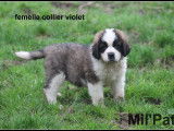 Chiots Saint-Bernard LOF à vendre
