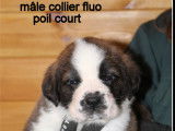 Chiots Saint-Bernard LOF à vendre