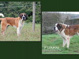 Chiots Saint-Bernard LOF à vendre