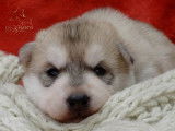 Chiots Husky LOF à vendre