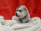 Chiots Husky LOF à vendre