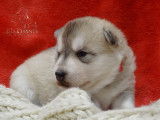 Chiots Husky LOF à vendre