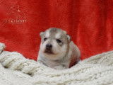 Chiots Husky LOF à vendre
