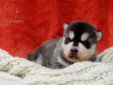 Chiots Husky LOF à vendre