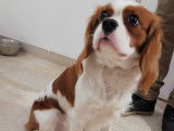 Mâle Cavalier King Charles LOF pour saillie