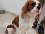 Mâle Cavalier King Charles LOF pour saillie