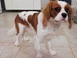 Mâle Cavalier King Charles LOF pour saillie