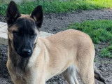 Chiots Malinois LOF à vendre