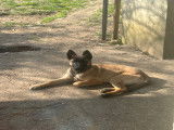 Chiots Malinois LOF à vendre