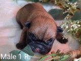 Chiots Bouledogues Français LOF à vendre