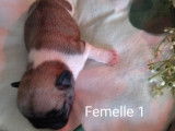 Chiots Bouledogues Français LOF à vendre