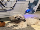 De type Shih Tzu disponible pour saillie