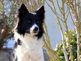 Border Collie à donner