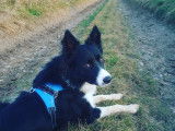 Border Collie à donner
