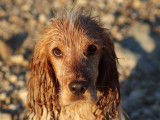 Cocker Anglais disponible pour saillie