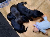 Chiots Teckel mâles à vendre