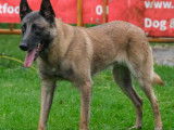 Chien adulte de race Berger Belge Malinois à vendre