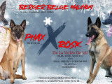 Chien adulte de race Berger Belge Malinois à vendre
