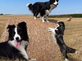 Chiots Border Collie nés le 26/12-Pédigrée LOSH