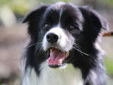 Chiots Border Collie nés le 26/12-Pédigrée LOSH