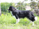 Chiots Border Collie nés le 26/12-Pédigrée LOSH