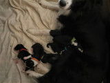 Chiots Border Collie nés le 26/12-Pédigrée LOSH