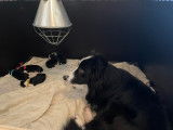 Chiots Border Collie nés le 26/12-Pédigrée LOSH