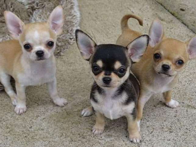 Adorables chiots Chihuahuas à vendre