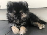 Chiot Pomsky  F3