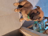 Chiots Berger Belge Malinois à vendre
