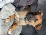 Chiots Berger Belge Malinois à vendre