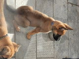 Chiots Berger Belge Malinois à vendre