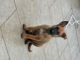 Chiots Berger Belge Malinois à vendre