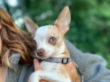 Chihuahua LOF disponible pour saillie