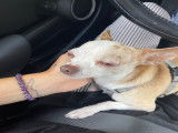 Chihuahua LOF disponible pour saillie