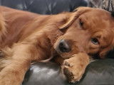 Rio, Golden Retriever pour saillie
