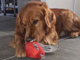 Rio, Golden Retriever pour saillie
