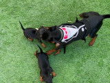 Chiots de race Pinscher Nain à vendre (1 femelle & 1 mâle)
