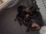 Chiots de race Pinscher Nain à vendre (1 femelle & 1 mâle)