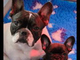 Dernier magnifique chiot Bouledogue Français à réserver