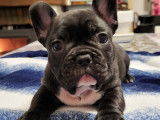 Dernier magnifique chiot Bouledogue Français à réserver