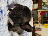 Dernier magnifique chiot Bouledogue Français à réserver
