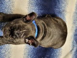 Dernier magnifique chiot Bouledogue Français à réserver